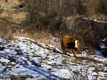 Cows in Caucasus live are often on separate pasture. short period of snow in foothillsの写真素材