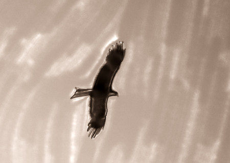 Silhouette of a flying kite