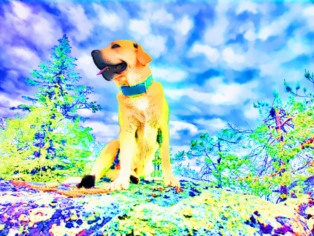 Labrador is a very friendly dog at top of mountainの写真素材