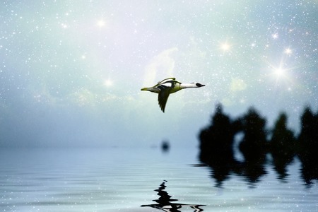 white unusual bird flying over water (smew)の写真素材