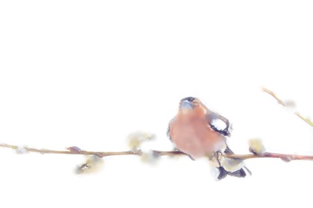 Art drawings of birds in watercolor style. Spring red Chaffinch birdの写真素材