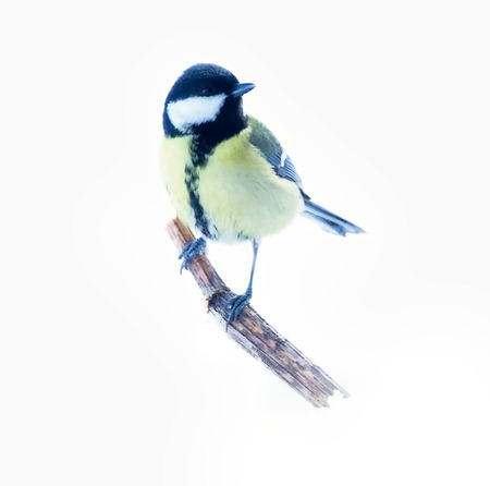 Great tit (Parus major, female) isolated on snow background.の写真素材