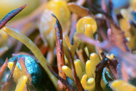 Brown algae, Bady wrack (fucus). macro of algal body (blade. thallus, dry twig). Invisible to the...