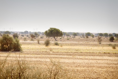 Indian energy. Wind turbines in the desert in Rajasthan and white rune sheepsの写真素材