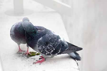 Spring is in air and love is everywhere pigeons kissing and mating. Couple of simple urban pigeonsの写真素材