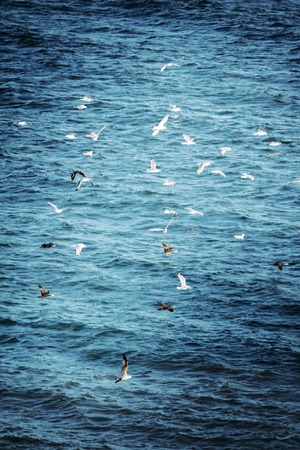 A flock of seagulls flies from the shore into the sea