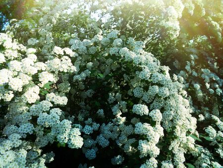 Meadowsweet Spiraea cantoniensis (Lanciata) is ornamental plant with branches-lashes and large white...