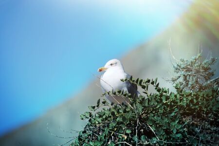 Astragalus and Seagull on black sea coast. Bird sits in sun on a rocky ledge