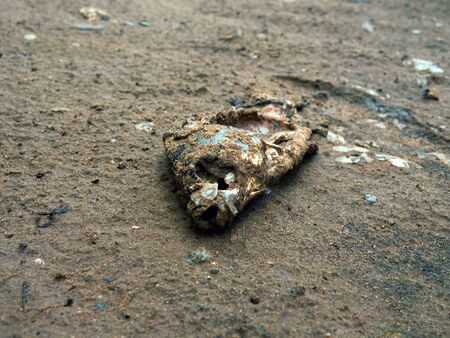 Dead freshwater fish on river bank. Man-killed fish on beach