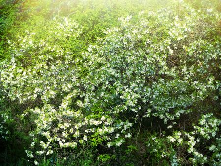 Wild cherrytree - Gean (Prunus avium) of steppe variety from the forest-steppe in the middle reaches of the Volga river, This is how the forest-steppe looked before the agrarizationの写真素材