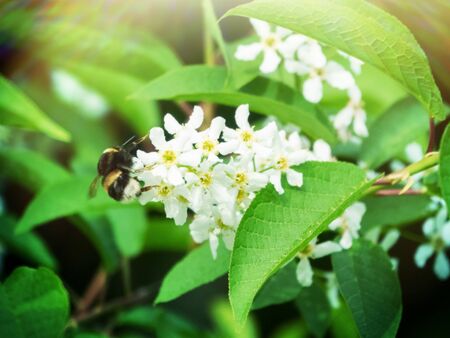 Flowering Bird cherry tree or Glossy Black Chokecherry (Padus) - fragrant white brush-inflorescence