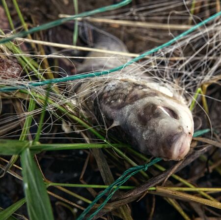 Forsaken net with dead fish after spring flood recessionの写真素材