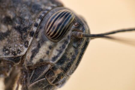The alien appearance of the locust. Macro front of grasshopper headの写真素材
