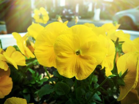 These are the Pansies that bloomed in the garden. Scientific name is Violaの写真素材