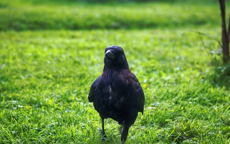 Black crow, carrion crow (Corvus corone) on the lawn, inhabits central and Western Europe and then East Asiaの写真素材