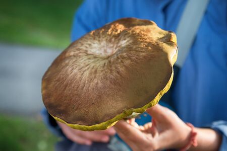 Huge old edible boletus mushroom pick in forest