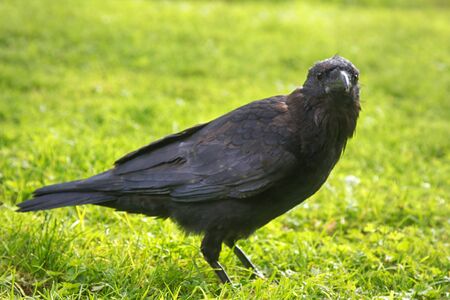 Black crow, carrion crow (Corvus corone) on the lawn, inhabits central and Western Europe and then...