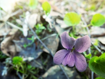 English violet (Viola sp.) at spring in the damp forest, the hygrophytesの写真素材