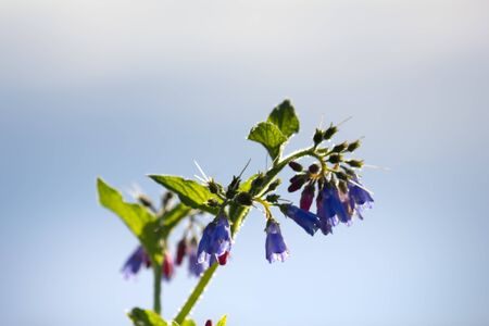The thinnest and purest essence of summer - flowering grasses, blooming meadows. Favourite season. Lungwortの写真素材