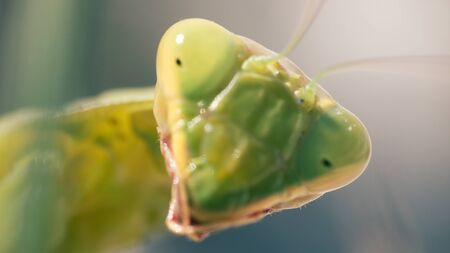 Insect portrait, Praying mantis (Mantis religiosa). Ultra macroの写真素材