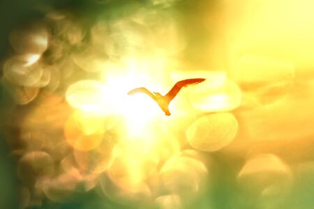 Heavens Paradise and Jonathan Seagullの写真素材