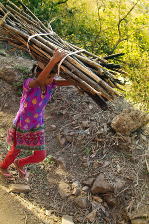 India, Himalayas - March 18, 2018: girlie carries a bunch of dry bamboo on her head for the hearth. Top and side viewのeditorial素材