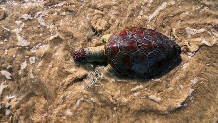 This sea turtle - Loggerhead turtle (Caretta caretta) is dying now as result of pollution of sea waters and ocean temperature increases (global warming). Essential animal conservation. Indian oceanの写真素材