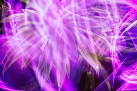 Tropical insects on tropical plants in rain forest. Night shooting in neon lightの写真素材