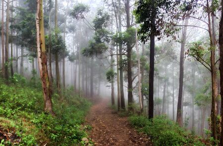 Eucalyptus grove in Sri Lanka - light forest because of vertically lowered leaves. This species of tree was once common on the island through man (introduced plant, monoid forests). Cloudy fogの写真素材