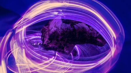 Neon nature. Mushrooms and plants illuminated by inert gas. Paradoxical things and colors as colors...