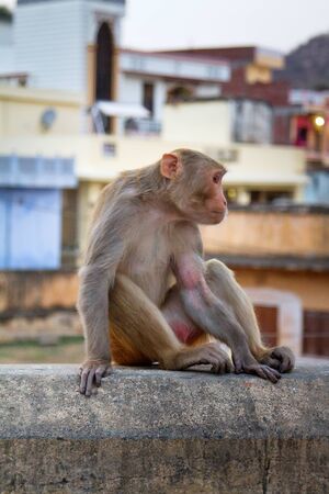 Life of Indian monkeys. Macaques live easily on eaves of buildings, like on ledges of cliffs (for animals there is no difference really)の写真素材