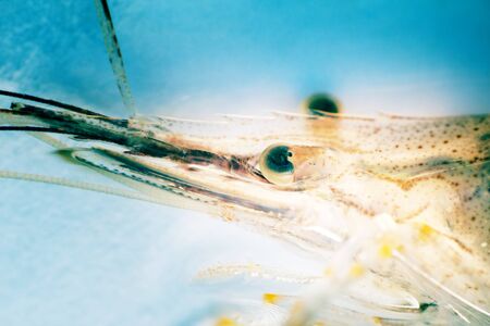 Rockpool shrimp (Palaemon elegans) from southern coast of Black Sea. Macro body parts in waterの写真素材