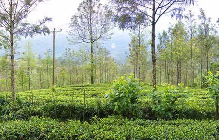 Mountain Ceylon tea (orange pekoe at Camellia sinensis) plantations in monsoon belt. Tea grows next to eucalyptus trees. High-altitude areas give the best loose-leaf tea. Sri Lankaの写真素材