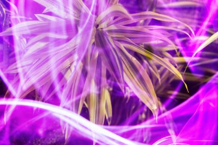 Tropical insects on tropical plants in rain forest. Night shooting in neon light