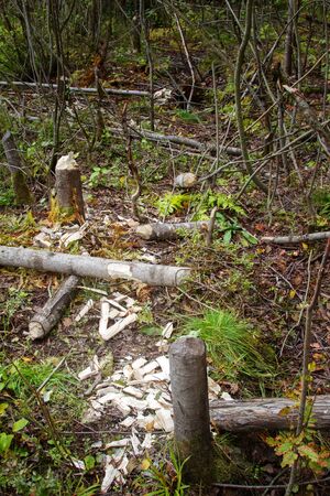 Feeding area of beavers. Beaver dump aspens and gnaw them into fragments that are transported by...