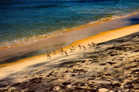 Wader Sanderling (Crocethia alba) is inhabitant of tundra, but during migration it lives on sandy beaches and feeding in surf interstitial faunaの写真素材