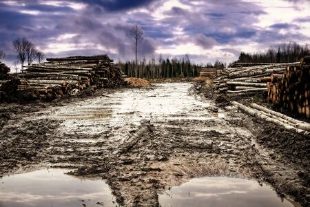 Barbaric deforestation. Clear felling, roads are broken by caterpillar equipment, felling remains thrown on cutting area or are raked in waste heaps by bulldozer. Anxious sky. Russian boreal forestsの写真素材
