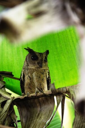 Collared scops-owl (Otus bakkamoena) winter plumage, december in the palm grove, Sri Lankaの写真素材