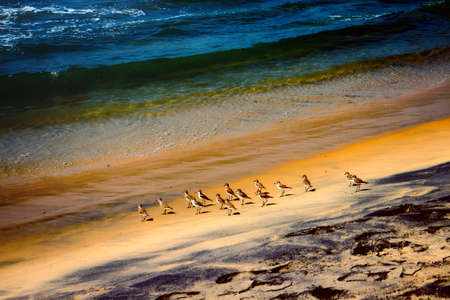 Wader Sanderling (Crocethia alba) is inhabitant of tundra, but during migration it lives on sandy beaches and feeding in surf interstitial faunaの写真素材