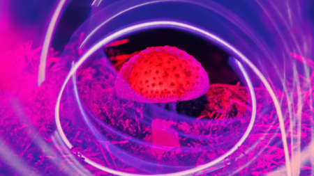Neon nature. Mushrooms and plants illuminated by inert gas. Paradoxical things and colors as colors...
