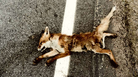 Animals hit on the roads by cars. A European fox (Vulpes vulpes) Red Fox cub was hit by a car on a summer night as a consequence of fast ridingの写真素材