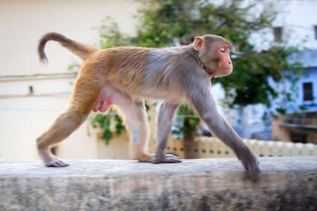 Life of Indian monkeys. Macaques live easily on eaves of buildings, like on ledges of cliffs (for animals there is no difference really)の写真素材