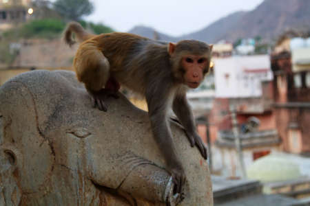 Life of Indian monkeys. Macaques live easily on eaves of buildings, like on ledges of cliffs (for animals there is no difference really)の写真素材