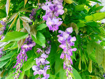 wisteria flowers Widely used in landscape design. Wisteria perennial deciduous vine.の写真素材