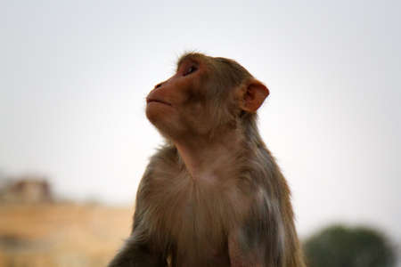 Life of Indian monkeys. Macaques live easily on eaves of buildings, like on ledges of cliffs (for...