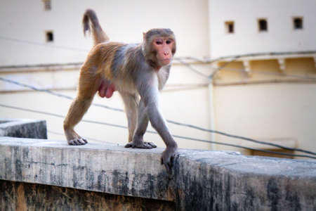 Life of Indian monkeys. Macaques live easily on eaves of buildings, like on ledges of cliffs (for animals there is no difference really)の写真素材
