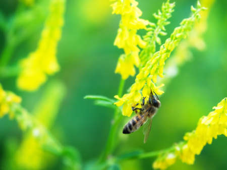 Hony bee flies around the flowers of Vicia (Vicia sp.) and collects nectar. Caucasus.の写真素材