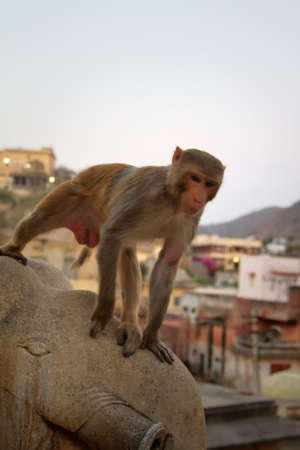 Life of Indian monkeys. Macaques live easily on eaves of buildings, like on ledges of cliffs (for animals there is no difference really)の写真素材
