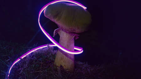 Neon nature. Mushrooms and plants illuminated by inert gas. Paradoxical things and colors as colors of young peopleの写真素材