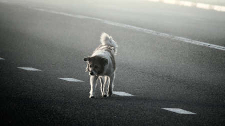 Lone dog crosses highway in fog and wanders into center of road which is very dangerous